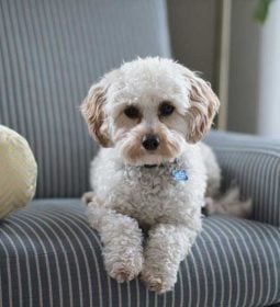 dog-proof-sofa